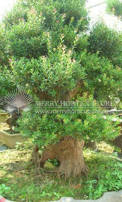Myrtus bonsai 2